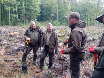 Akcja sadzenia dębów w Nadleśnictwie Brzeziny, 